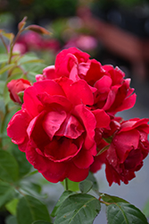 Blaze Rose (Rosa 'Blaze') at Holland Nurseries