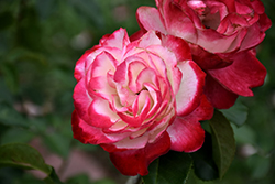 Cherry Parfait Rose (Rosa 'Cherry Parfait') at Holland Nurseries