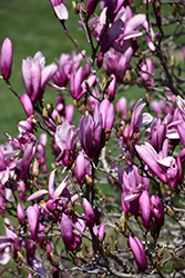 Ann Magnolia (Magnolia 'Ann') at Holland Nurseries