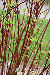 Arctic Fire Red Twig Dogwood (Cornus sericea 'Farrow') at Holland Nurseries