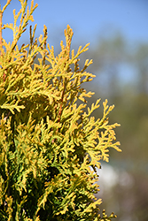 Amber Gold Arborvitae (Thuja occidentalis 'Jantar') at Holland Nurseries