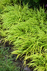 All Gold Hakone Grass (Hakonechloa macra 'All Gold') at Holland Nurseries