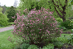 Fairytale Tinkerbelle Lilac (Syringa 'Bailbelle') at Holland Nurseries