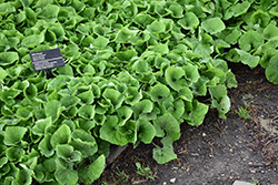 Canadian Wild Ginger (Asarum canadense) at Holland Nurseries