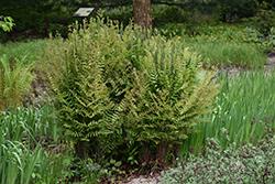 Royal Fern (Osmunda regalis) at Holland Nurseries