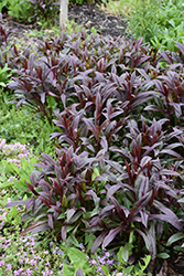 Dark Towers Beard Tongue (Penstemon 'Dark Towers') at Holland Nurseries