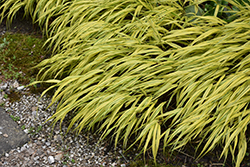 Golden Variegated Hakone Grass (Hakonechloa macra 'Aureola') at Holland Nurseries