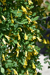 Weeping Peashrub (Caragana arborescens 'Pendula') at Holland Nurseries
