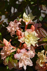 Cannon's Double Azalea (Rhododendron 'Cannon's Double') at Holland Nurseries