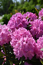 Roseum Pink Rhododendron (Rhododendron catawbiense 'Roseum Pink') at Holland Nurseries