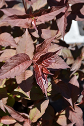 Nightglow Diervilla (Diervilla splendens 'El Madrigal') at Holland Nurseries