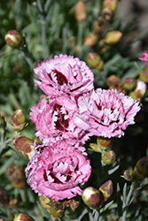 Scent First Raspberry Surprise Pinks (Dianthus 'Devon Yolande') at Holland Nurseries