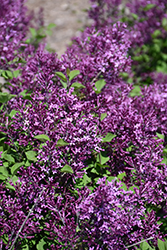 Bloomerang Dark Purple Lilac (Syringa 'SMSJBP7') at Holland Nurseries