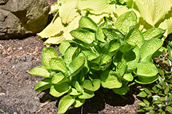Rainforest Sunrise Hosta (Hosta 'Rainforest Sunrise') at Holland Nurseries