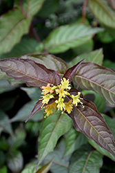 Nightglow Diervilla (Diervilla splendens 'El Madrigal') at Holland Nurseries