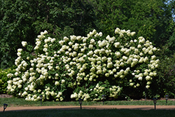 Limelight Hydrangea (Hydrangea paniculata 'Limelight') at Holland Nurseries