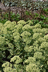 Frosted Fire Stonecrop (Sedum 'Frosted Fire') at Holland Nurseries