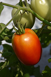 Roma Tomato (Solanum lycopersicum 'Roma') at Holland Nurseries