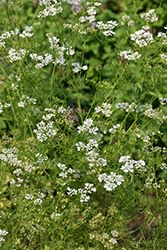 Santo Cilantro (Coriandrum sativum 'Santo') at Holland Nurseries