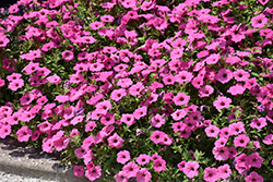 ColorRush Pink Petunia (Petunia 'Balcushink') at Holland Nurseries