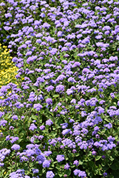 High Tide Blue Flossflower (Ageratum 'PAS347557') at Holland Nurseries