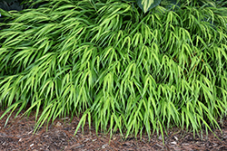 All Gold Hakone Grass (Hakonechloa macra 'All Gold') at Holland Nurseries