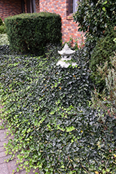 English Ivy (Hedera helix) at Holland Nurseries