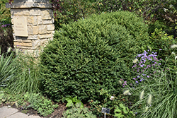 Green Gem Boxwood (Buxus 'Green Gem') at Holland Nurseries