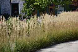 Karl Foerster Reed Grass (Calamagrostis x acutiflora 'Karl Foerster') at Holland Nurseries