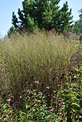 Heavy Metal Blue Switch Grass (Panicum virgatum 'Heavy Metal') at Holland Nurseries