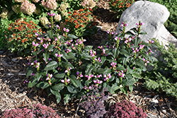 Tiny Tortuga Turtlehead (Chelone lyonii 'Tiny Tortuga') at Holland Nurseries