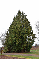 Blue Nootka Cypress (Chamaecyparis nootkatensis 'Glauca') at Holland Nurseries