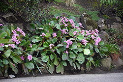 Heartleaf Bergenia (Bergenia cordifolia) at Holland Nurseries