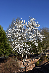Royal Star Magnolia (Magnolia stellata 'Royal Star') at Holland Nurseries
