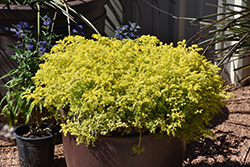 Lemon Coral Stonecrop (Sedum rupestre 'Lemon Coral') at Holland Nurseries