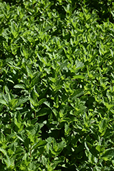 Spearmint (Mentha spicata) at Holland Nurseries