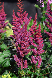 Visions in Red Chinese Astilbe (Astilbe chinensis 'Visions in Red') at Holland Nurseries