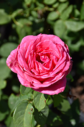 Perfume Delight Rose (Rosa 'Perfume Delight') at Holland Nurseries