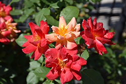 Joseph's Coat Rose (Rosa 'Joseph's Coat') at Holland Nurseries