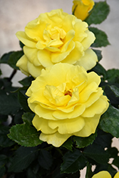 Sunsprite Rose (Rosa 'Sunsprite') at Holland Nurseries