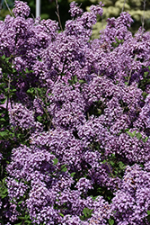 Bloomerang Dark Purple Lilac (Syringa 'SMSJBP7') at Holland Nurseries