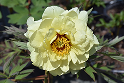 High Noon Tree Peony (Paeonia suffruticosa 'High Noon') at Holland Nurseries