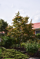 North Wind Japanese Maple (Acer 'IsINW') at Holland Nurseries