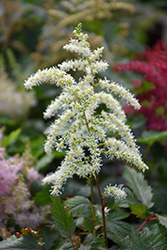 Cappuccino Astilbe (Astilbe x arendsii 'Cappuccino') at Holland Nurseries