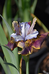 Black Joker Siberian Iris (Iris sibirica 'Black Joker') at Holland Nurseries