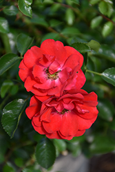 Flower Carpet Scarlet Rose (Rosa 'Flower Carpet Scarlet') at Holland Nurseries