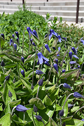 Blue Ribbons Bush Clematis (Clematis integrifolia 'Blue Ribbons') at Holland Nurseries