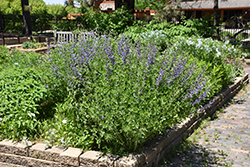 Blue Wild Indigo (Baptisia australis) at Holland Nurseries