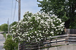 White French Lilac (Syringa vulgaris 'Alba') at Holland Nurseries