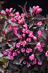 Spilled Wine Weigela (Weigela florida 'Bokraspiwi') at Holland Nurseries